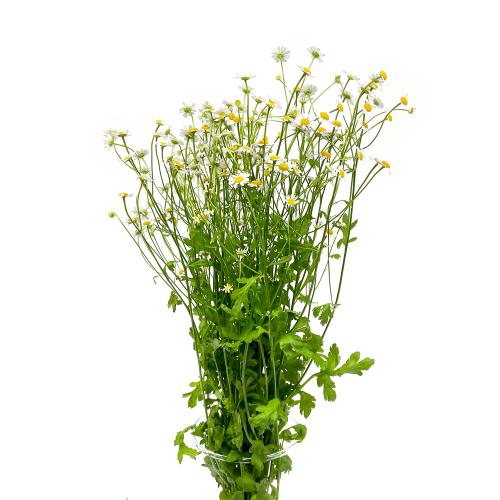 Tanacetum matricaria rez