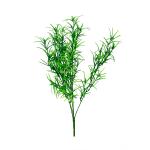 trava-zelena-pavie-pierko-gypsophila-3.jpg