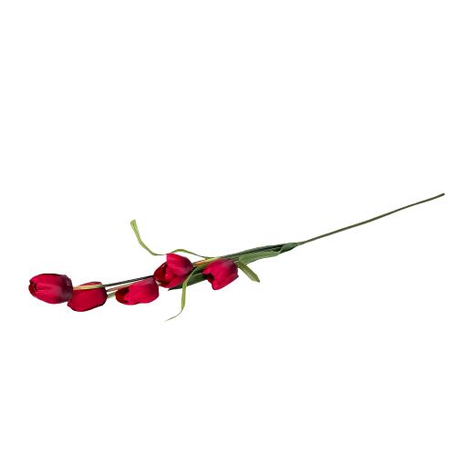 Tulipan latkovy stopkovy