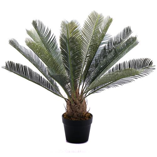 Cycas um. v kvetináči 60 cm