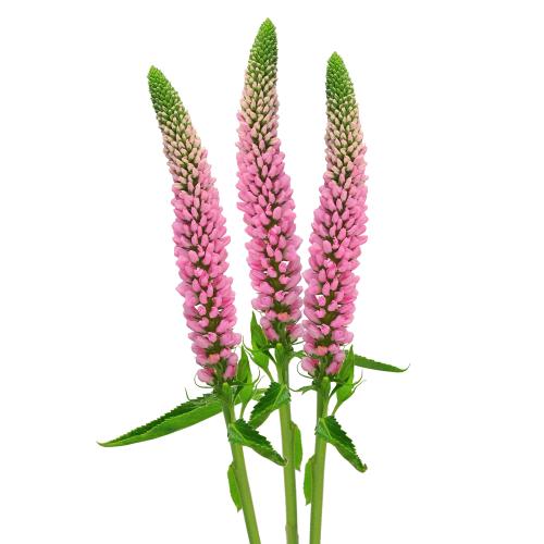 Veronica, Lysimachia mix rez