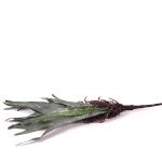 vetva-um-zelen-s-korienkami-50cm.jpg