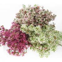 Waxflower mix 50+ cm rez
