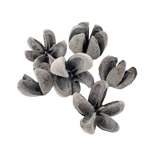 Wild šedý kvet otvorený