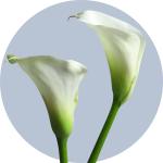 Zantedeschia
